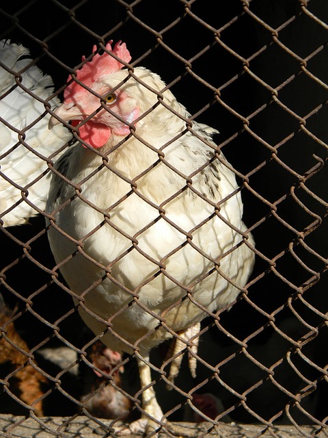 曾凡博与杨 曾凡博与杨