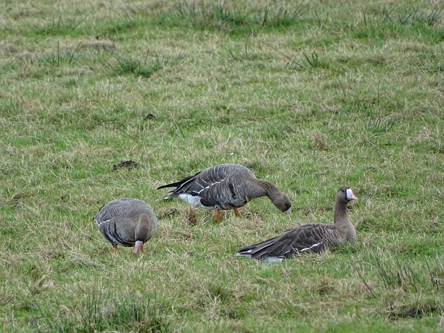 足球运动中 足球运动中